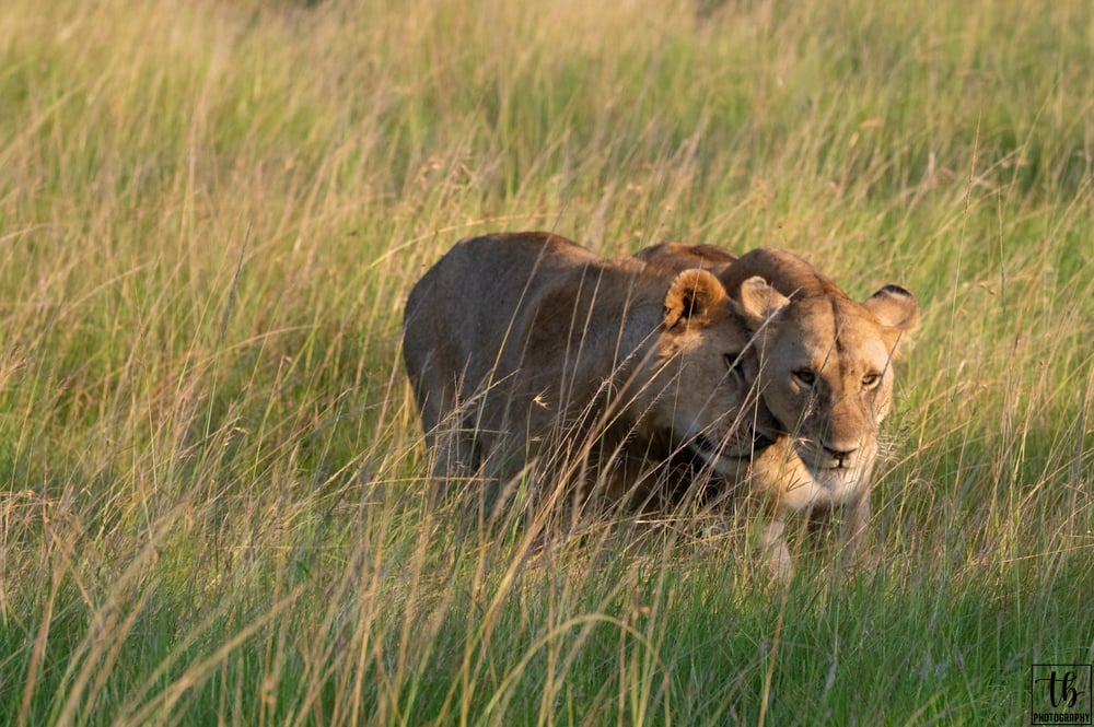 Lion affection