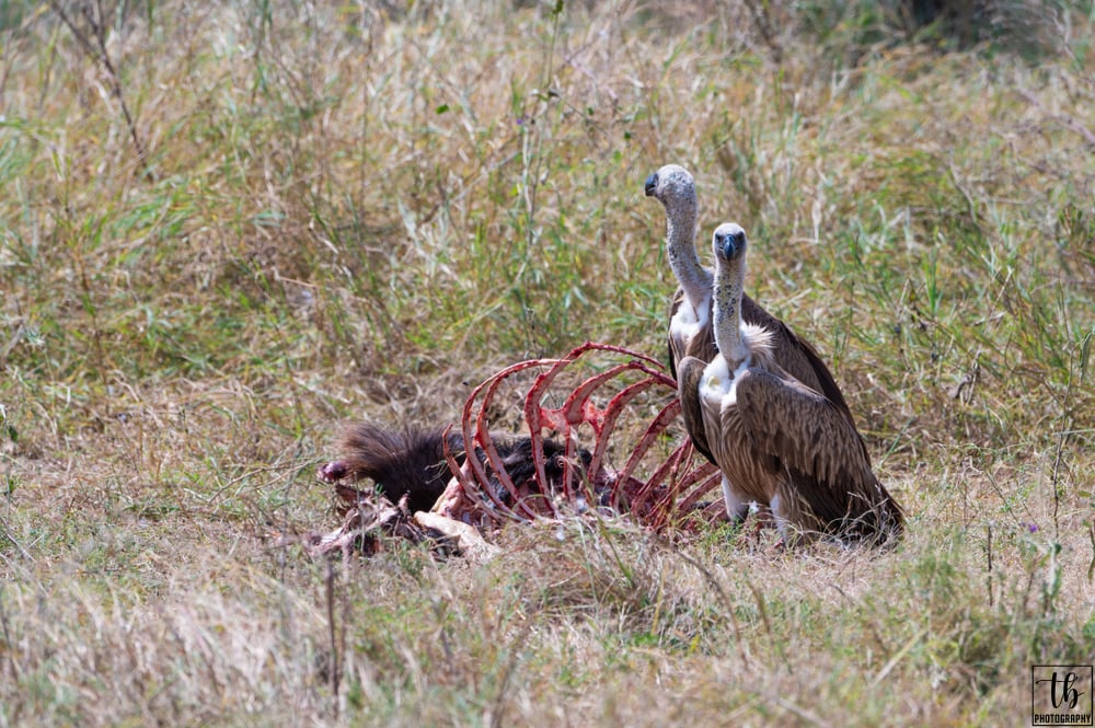 Vulture having a meal