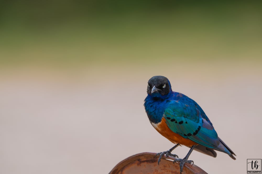 Superb Starling